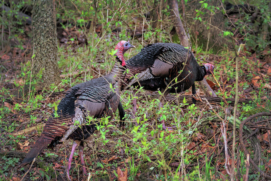 Turkey Hunting #2 Photograph by Susan Rissi Tregoning