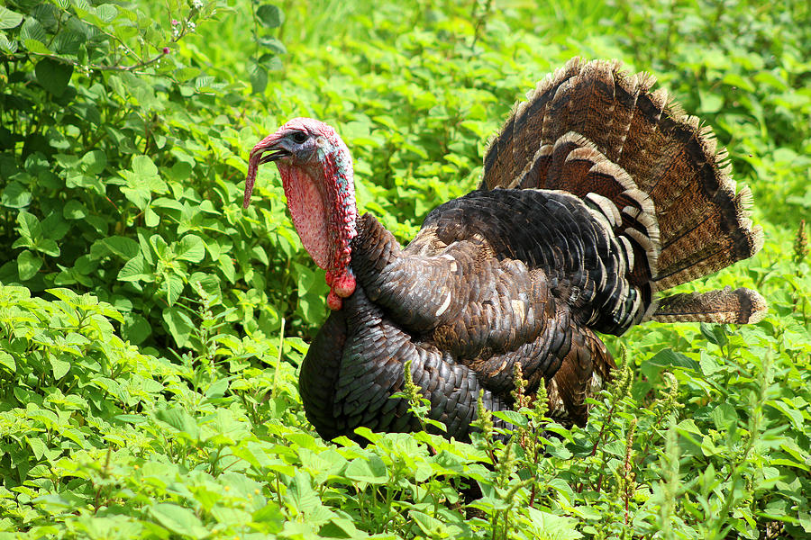 Turkey in a Bush Photograph by Robert Hamm | Fine Art America