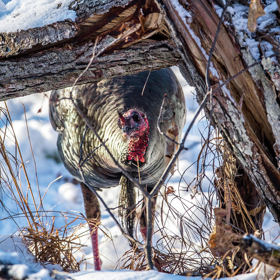 Turkey In the Brush Photograph by Paul Freidlund