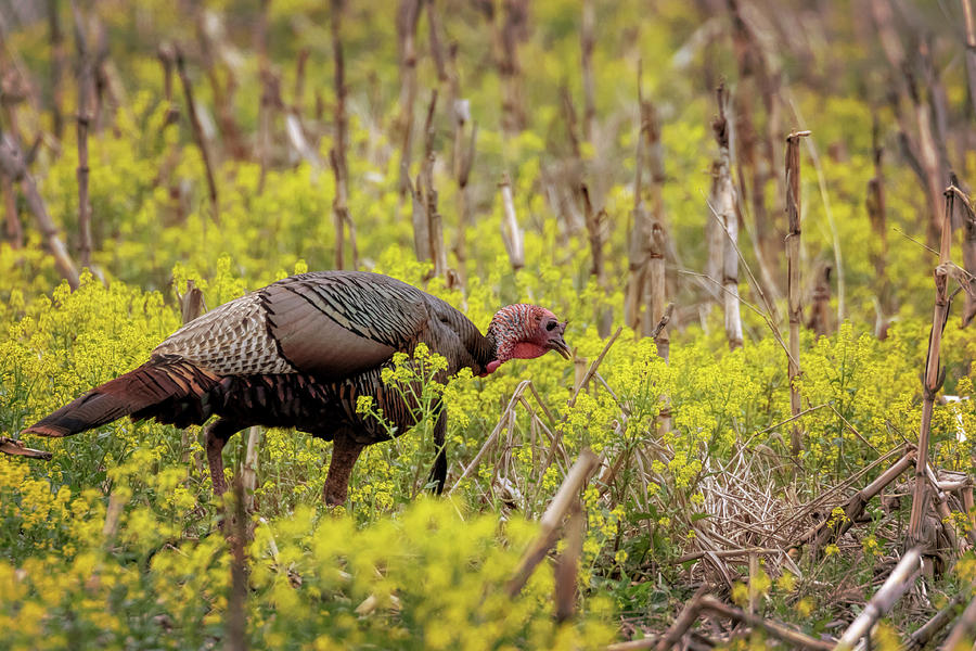 Turkey in the Goldenrod #1 Photograph by Susan Rissi Tregoning