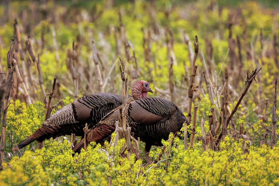 Turkey in the Goldenrod #2 Photograph by Susan Rissi Tregoning