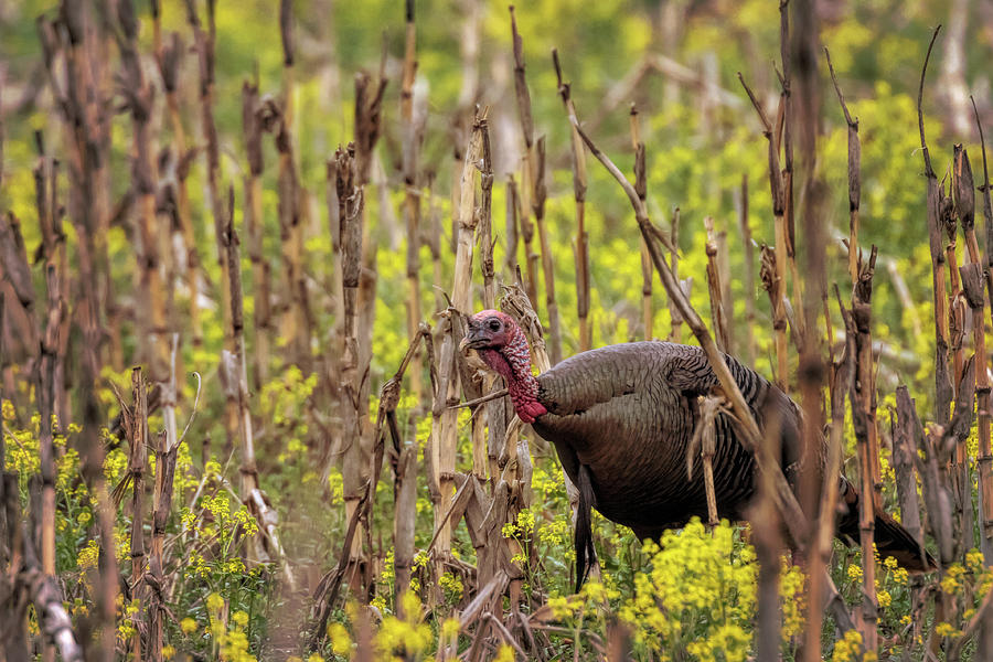 Turkey in the Goldenrod #3 Photograph by Susan Rissi Tregoning