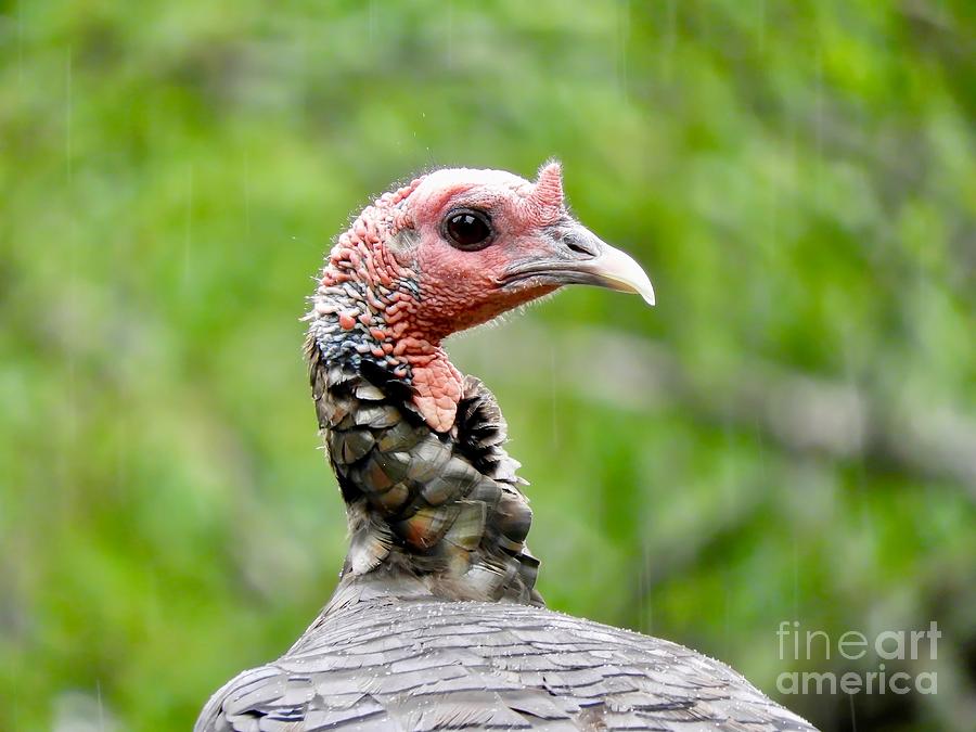 Turkey in the Rain Photograph by Beth Myer Photography