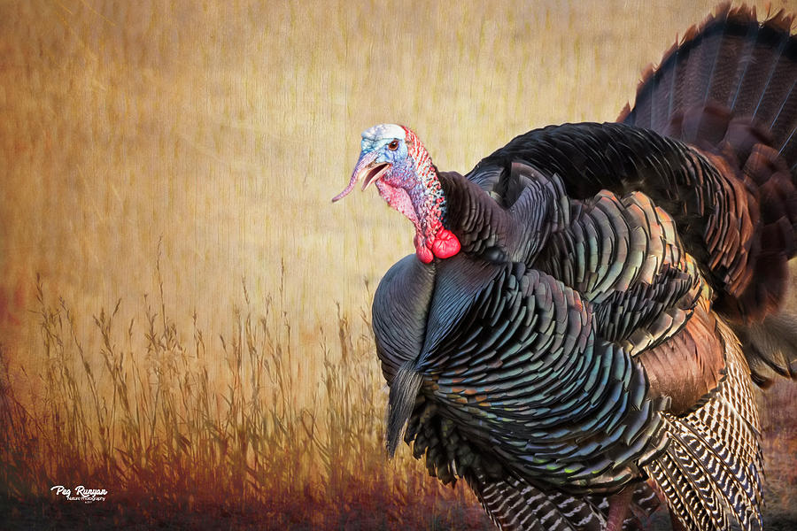 Turkey in the Straw Photograph by Peg Runyan