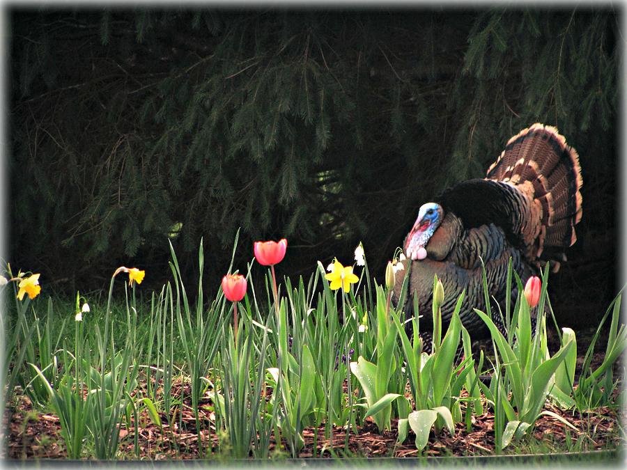 Turkey In The Tulips Photograph by KATIE Vigil