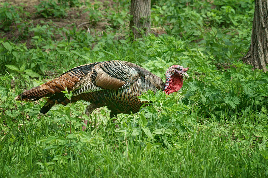 Turkey in the Woods Photograph by Nikolyn McDonald