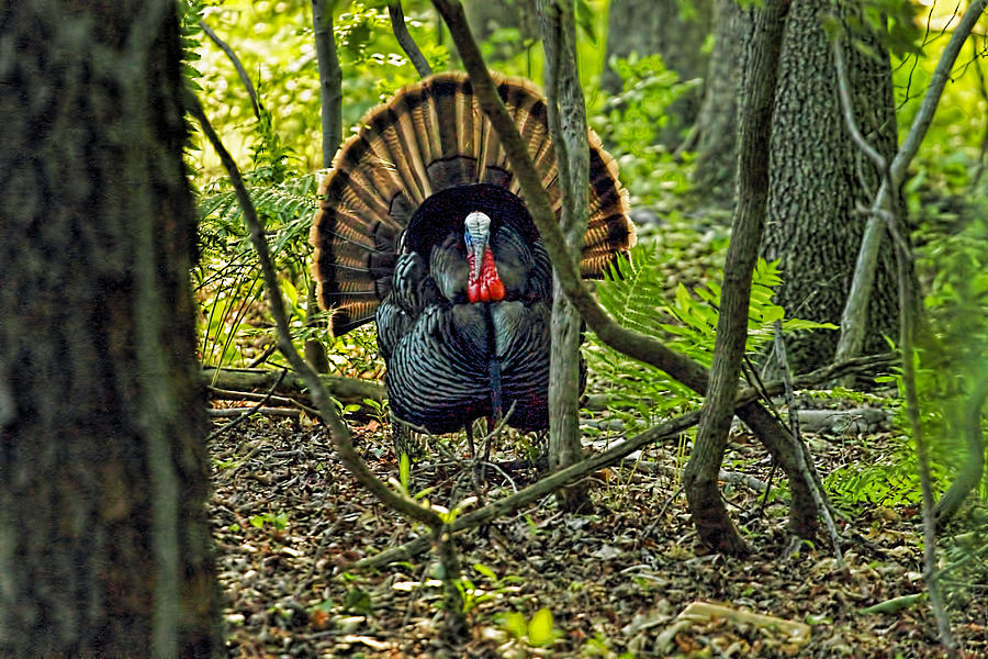 Turkey Photograph - Turkey in woods with rim lighting from sunset by Geraldine Scull