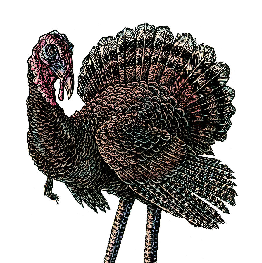 Turkey Drawing by Lisa Haney - Fine Art America