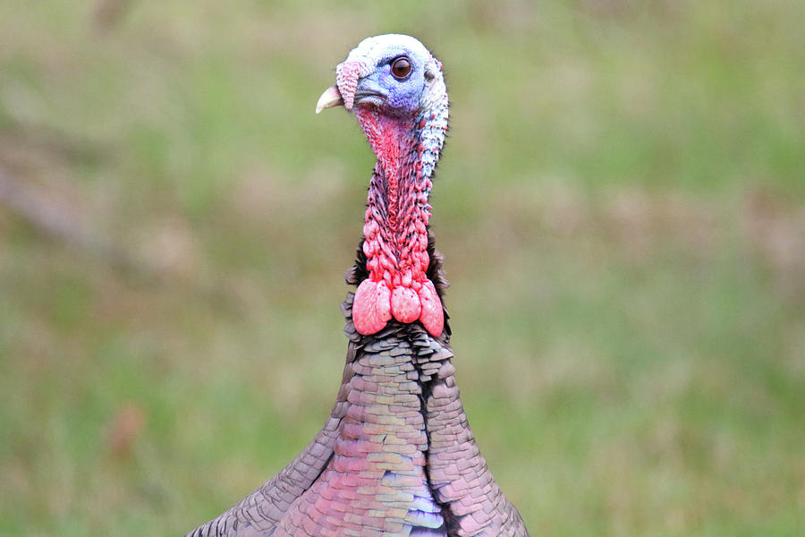 Turkey Neck Photograph by Brook Burling