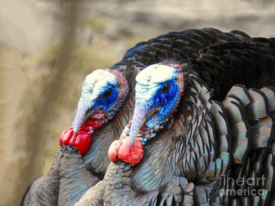 Turkey Prowl Closeup Photograph by Beth Myer Photography Turkey Prowl Closeup Photograph by Beth Myer Photography