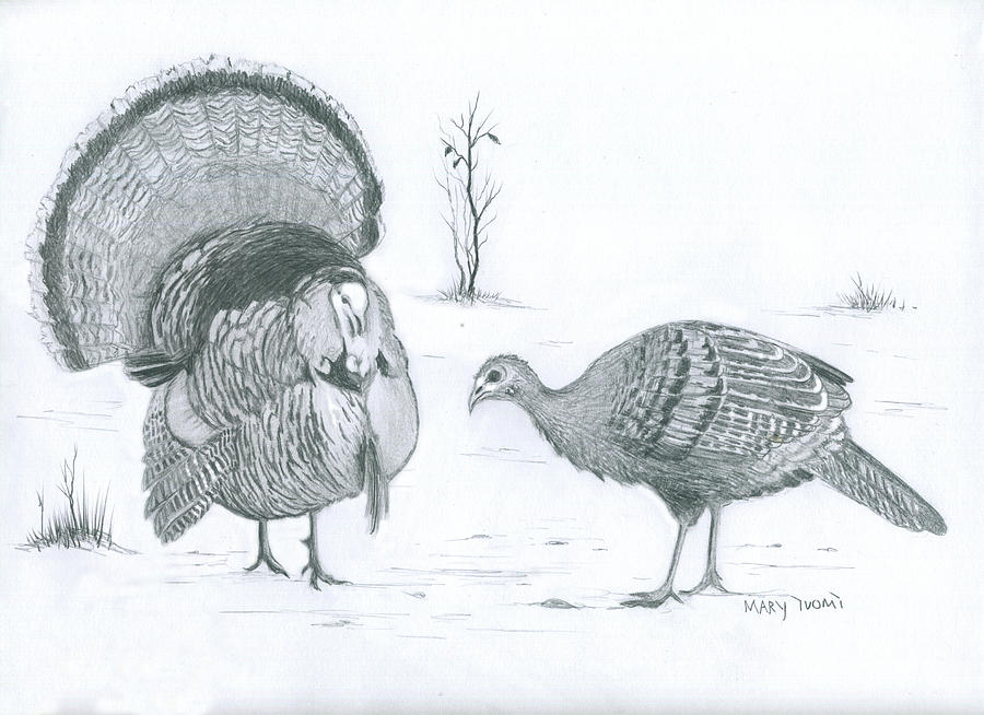 Turkey Sketch Drawing by Mary Tuomi  Pixels
