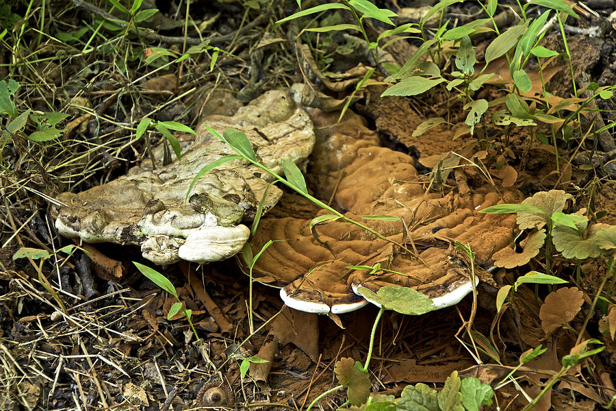 Turkey Tail Braacket Fungi With Spores Photograph by Carol Senske