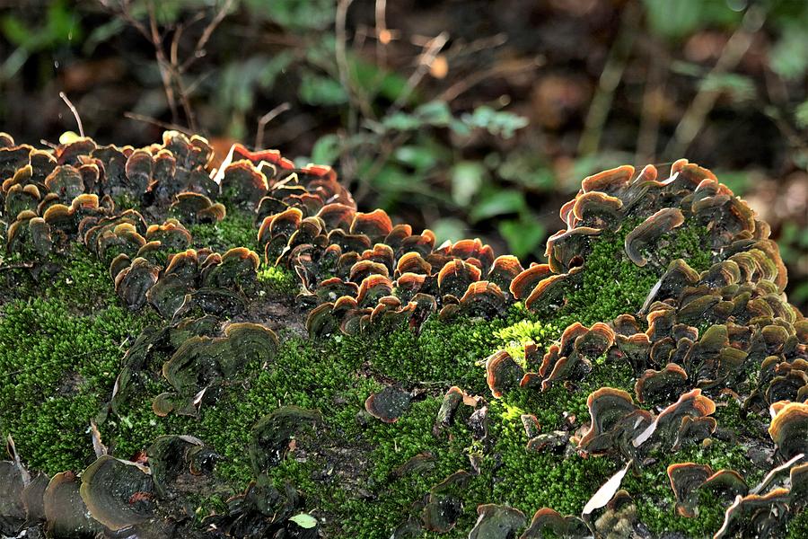 Turkey Tail Fungus and Moss Photograph by Sheila Brown