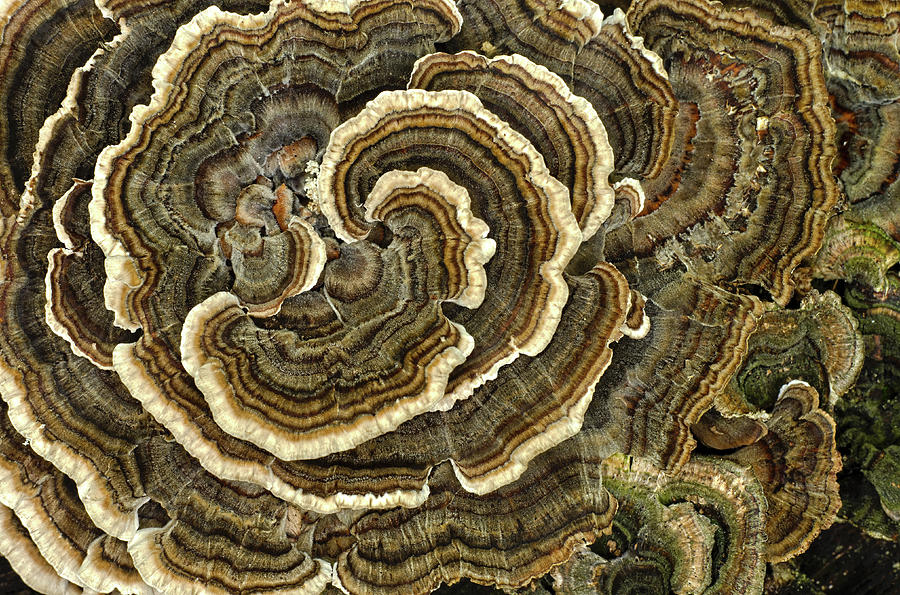 Turkey Tail Fungus Photograph by Jim Zablotny