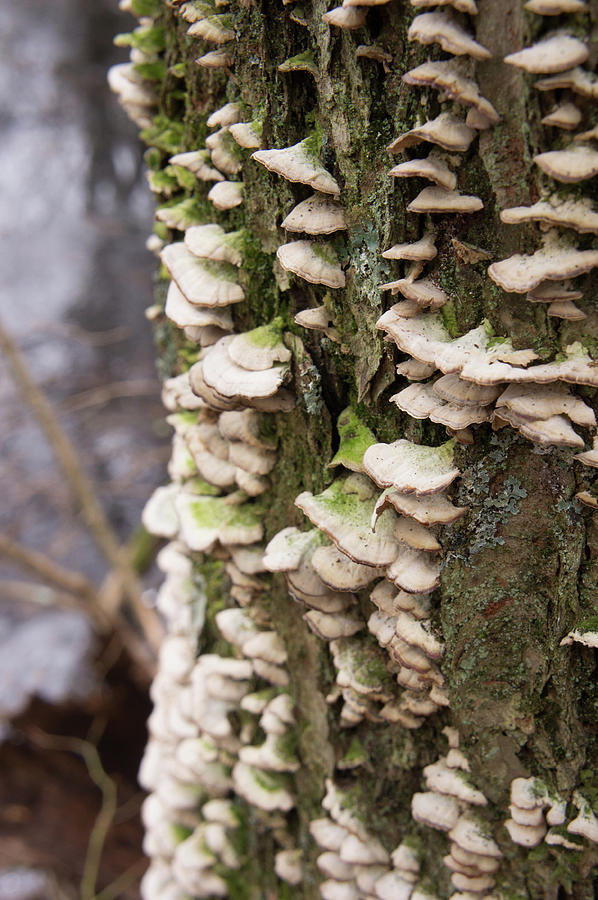 Turkey Tail fungus on a tree trunk Photograph by Adam Gladstone - Fine ...