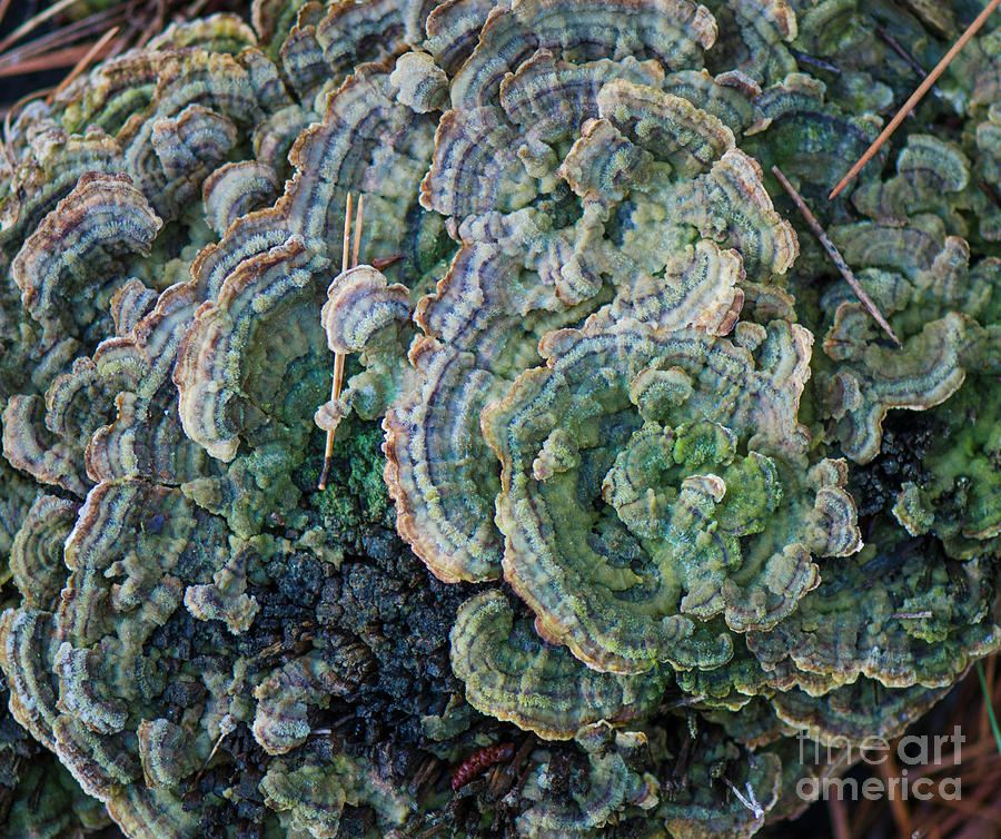 Turkey tail Fungus on dead wood Photograph by Perry Van Munster