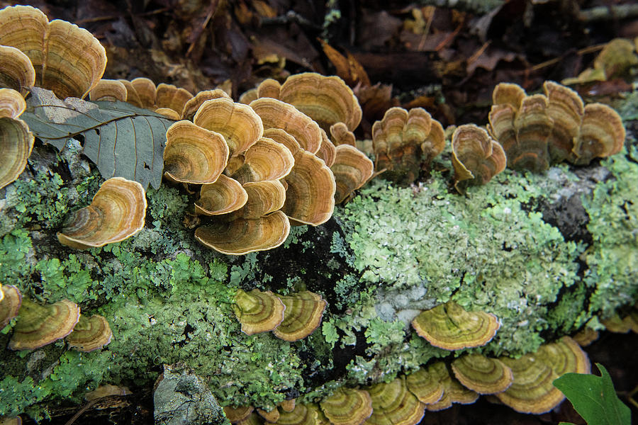 Turkey Tail Fungus on Lichen Encrusted Log Photograph by Douglas Barnett