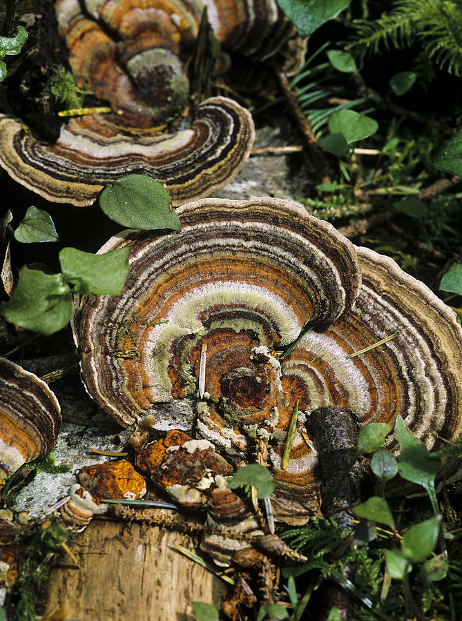 Turkey Tail Fungus Photograph by Robert Potts