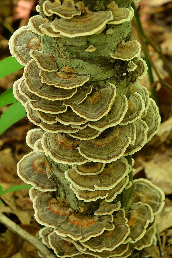 Turkey Tail Mushroom Photograph by Alan Lenk