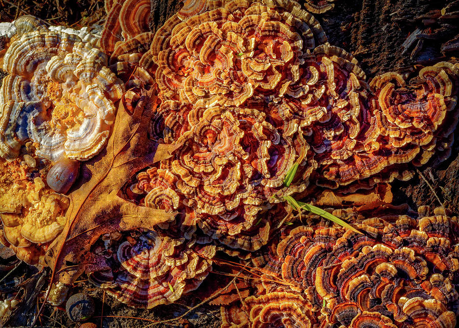 Turkey Tail Mushrooms  Photograph by Bob Orsillo