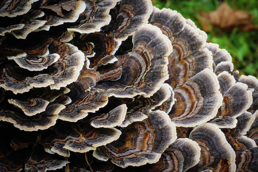 Turkey tail mushrooms Photograph by Charlie Choc