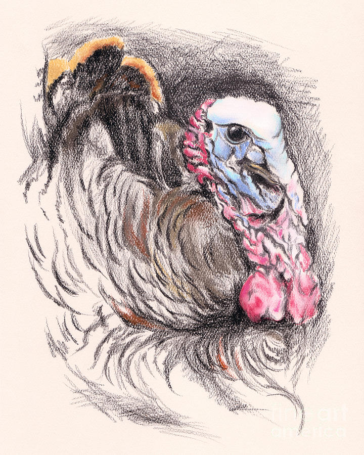 Turkey Tom Drawing by MM Anderson