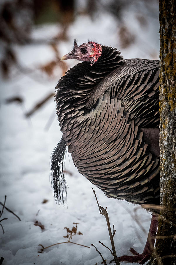 Turkey Tom Photograph by Paul Freidlund
