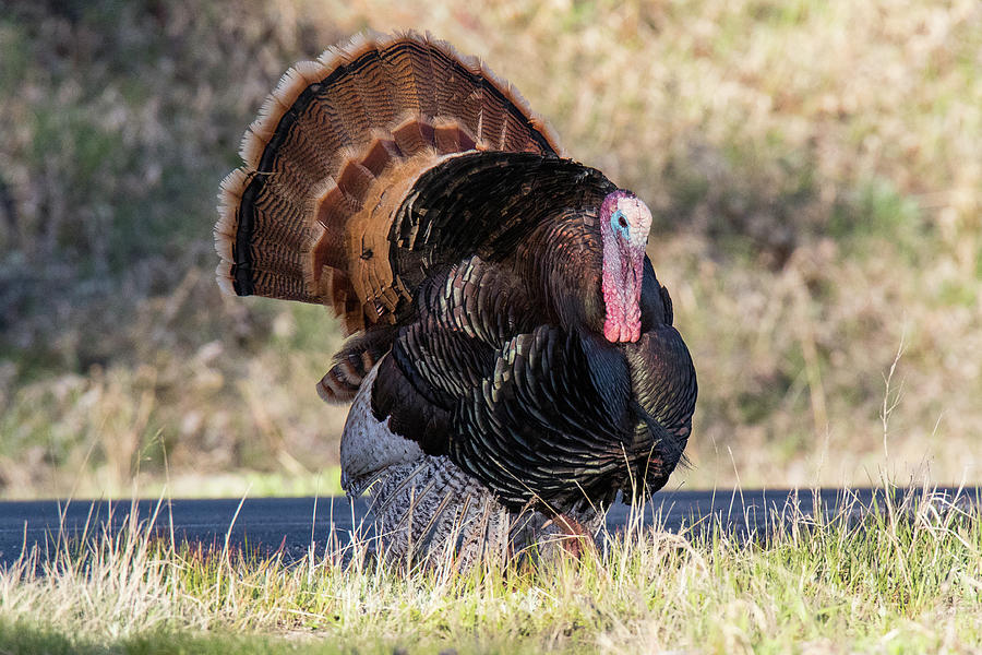 Turkey Tom Struts Photograph by Tony Hake