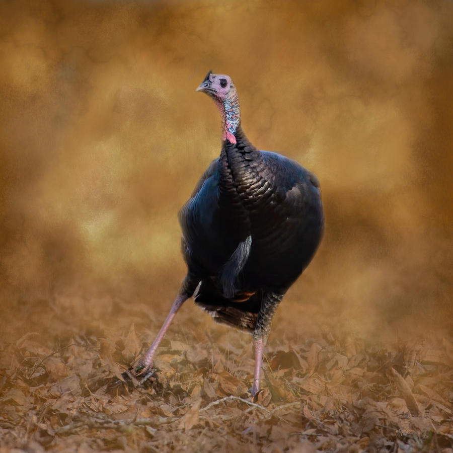 Animal Photograph - Turkey Trot by Jai Johnson