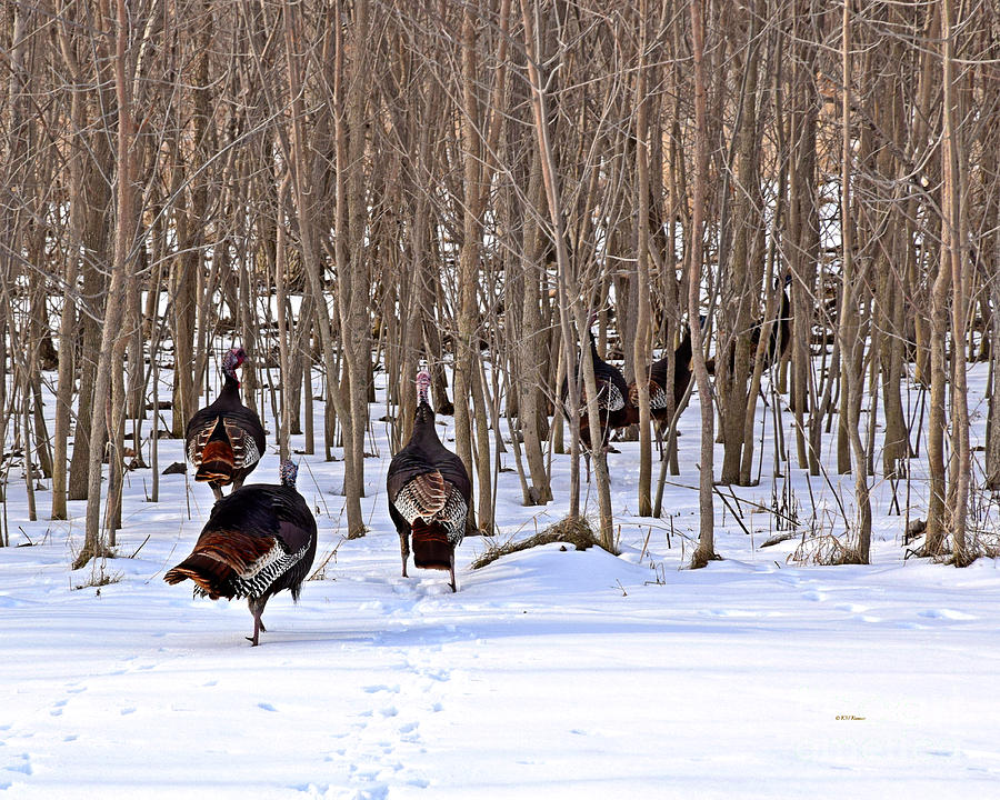 Bird Photograph - Turkey Trot Two by Kathy M Krause