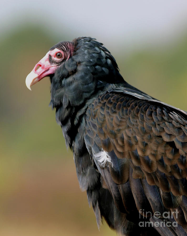 Turkey Vulture 2 by Charles Owens Turkey Vulture 2 by Charles Owens