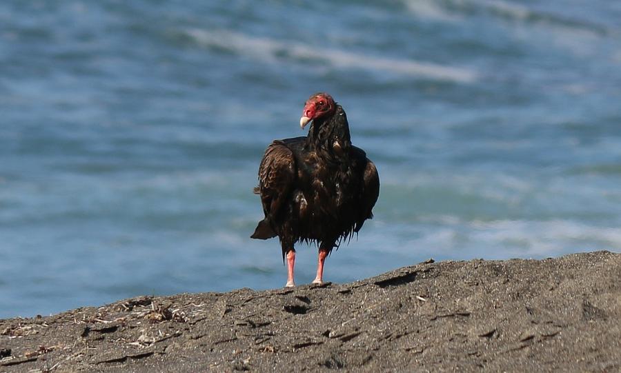 Turkey Vulture - 2 Photograph by Christy Pooschke