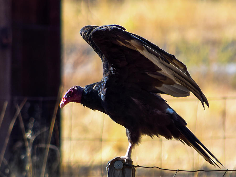 Turkey Vulture - 3 Photograph