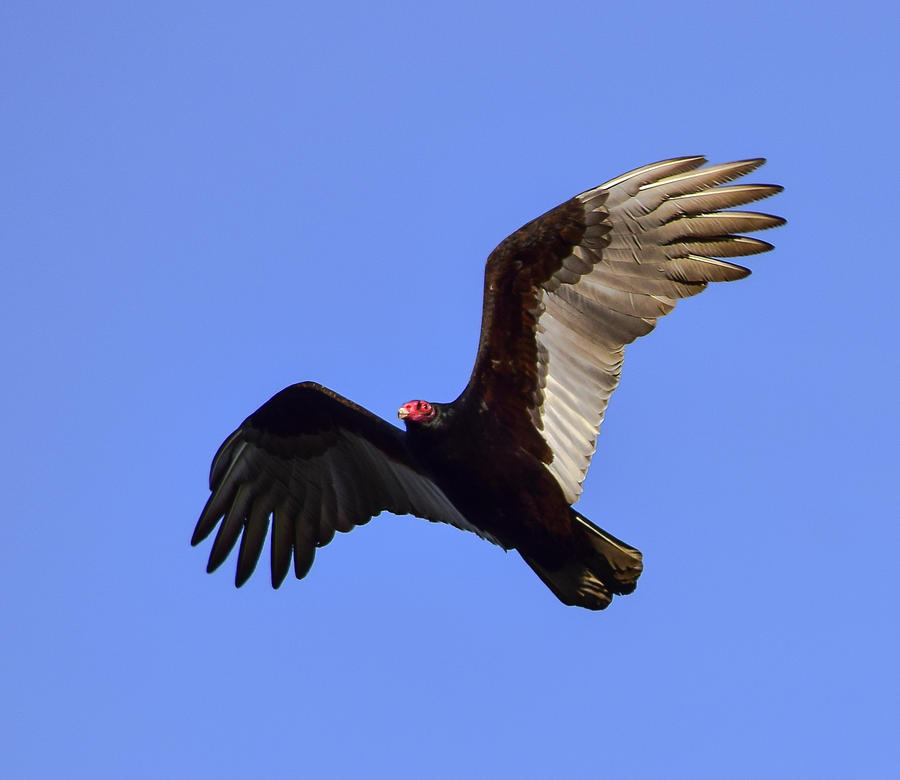 Turkey Vulture - 4 Photograph