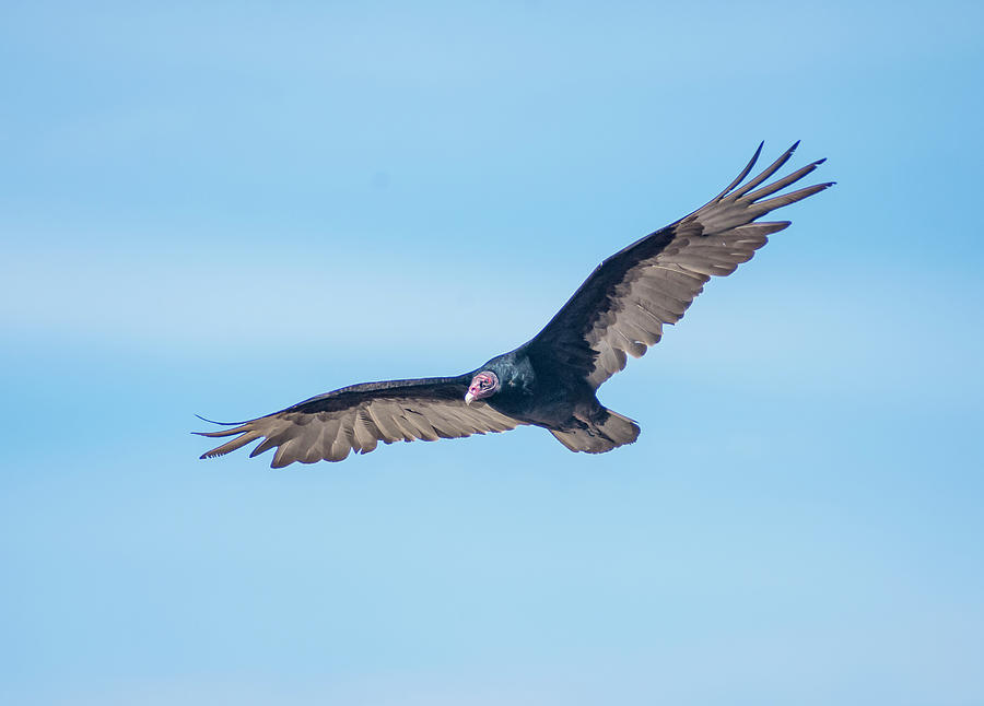 Bird Photograph - Turkey vulture 4  by Rick Mosher