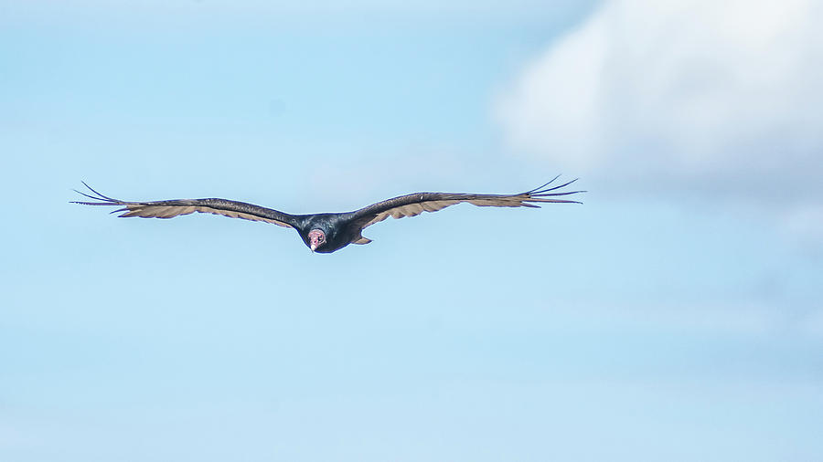 Bird Photograph - Turkey vulture 5 by Rick Mosher
