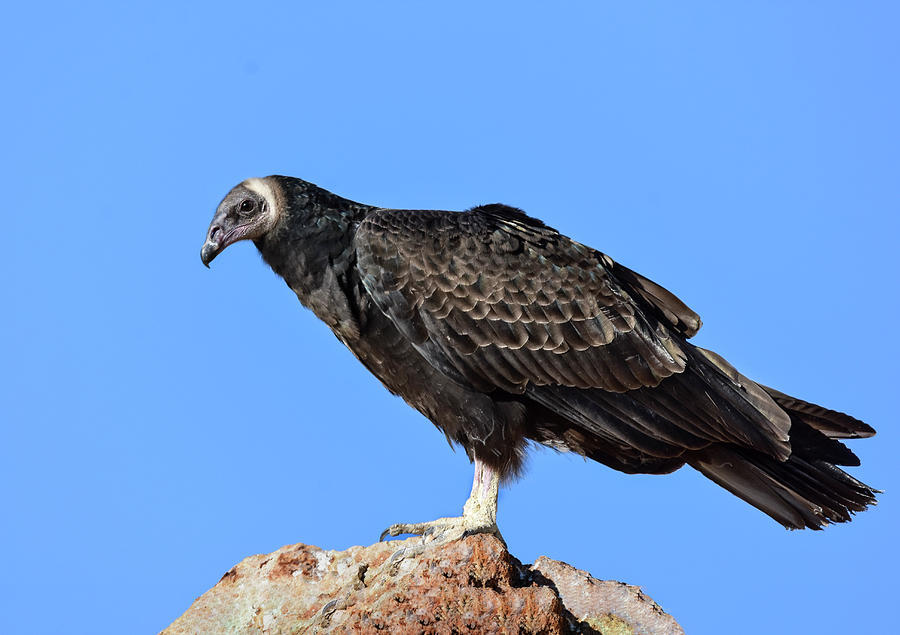Turkey Photograph - Turkey vulture 7 by Rick Mosher