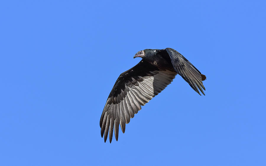 Turkey Photograph - Turkey Vulture 8 by Rick Mosher