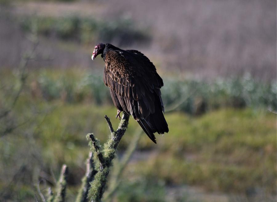 Turkey Vulture and Wetlands Photograph by Warren Thompson