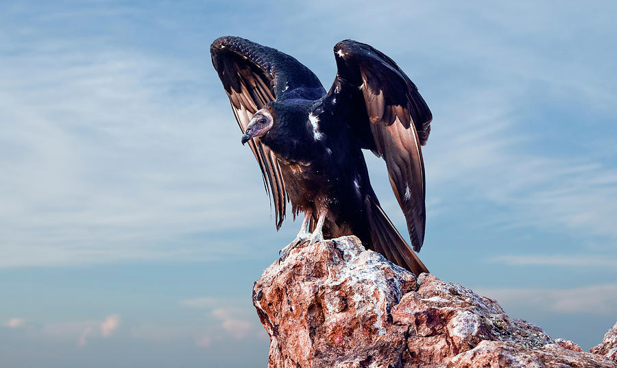 Turkey Photograph - Turkey Vulture Angel by Rick Mosher