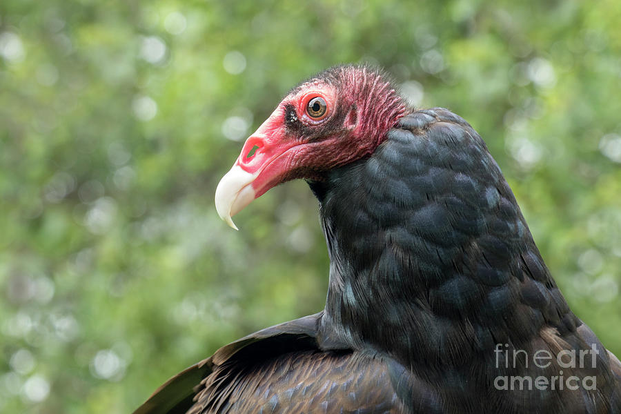 Turkey Vulture Photograph by Angie Rea