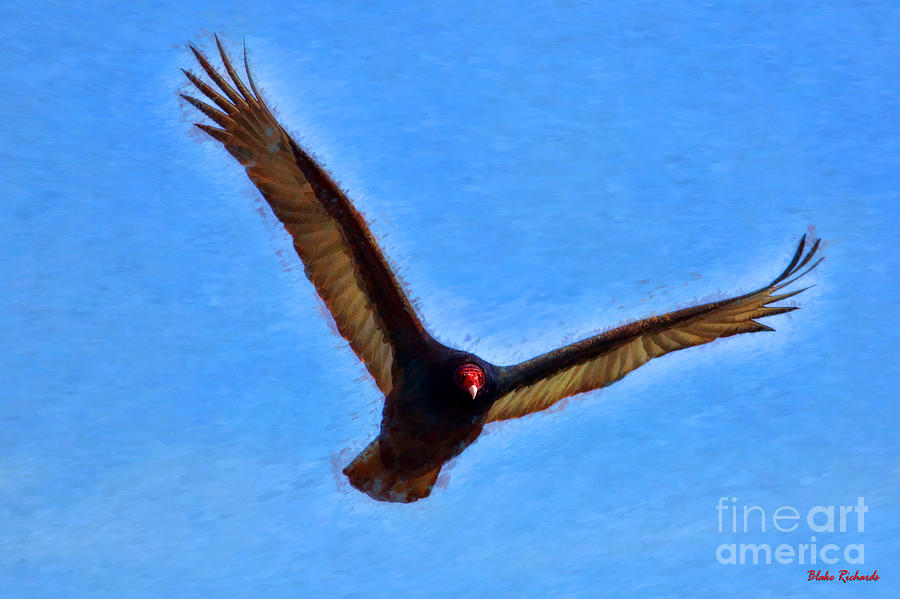 Turkey Vulture Away Photograph by Blake Richards