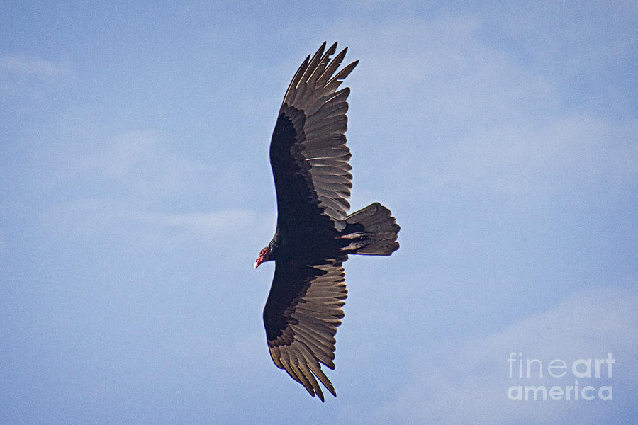 Turkey Vulture Photograph by Bob Hislop