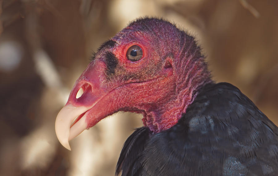 Turkey Vulture  Photograph by Brian Cross