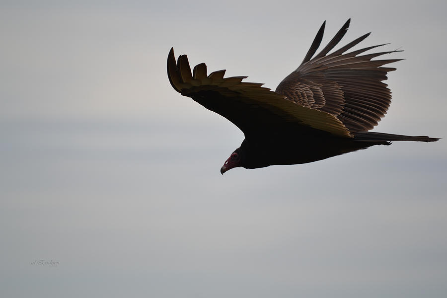 Turkey Vulture Cathartes aura in flight Photograph by RD Erickson ...