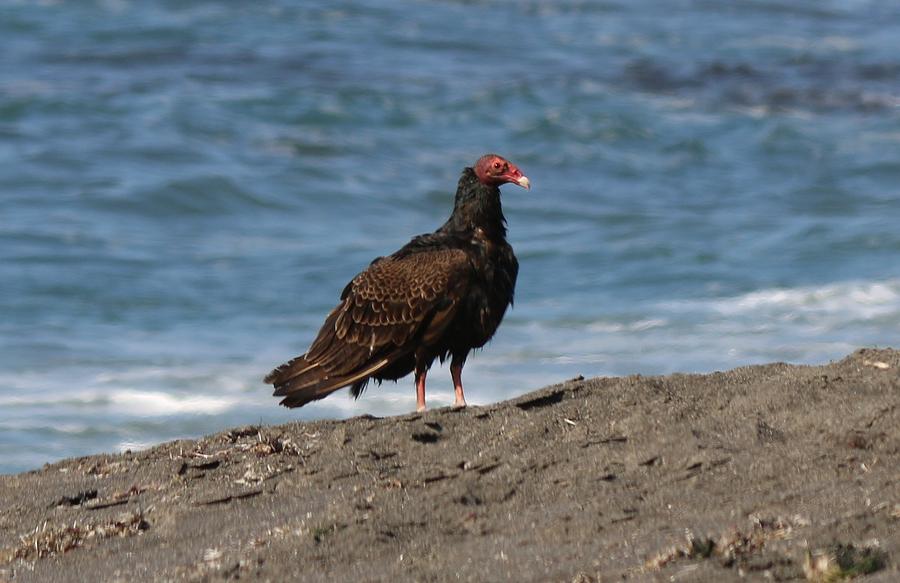 Turkey Vulture  Photograph by Christy Pooschke