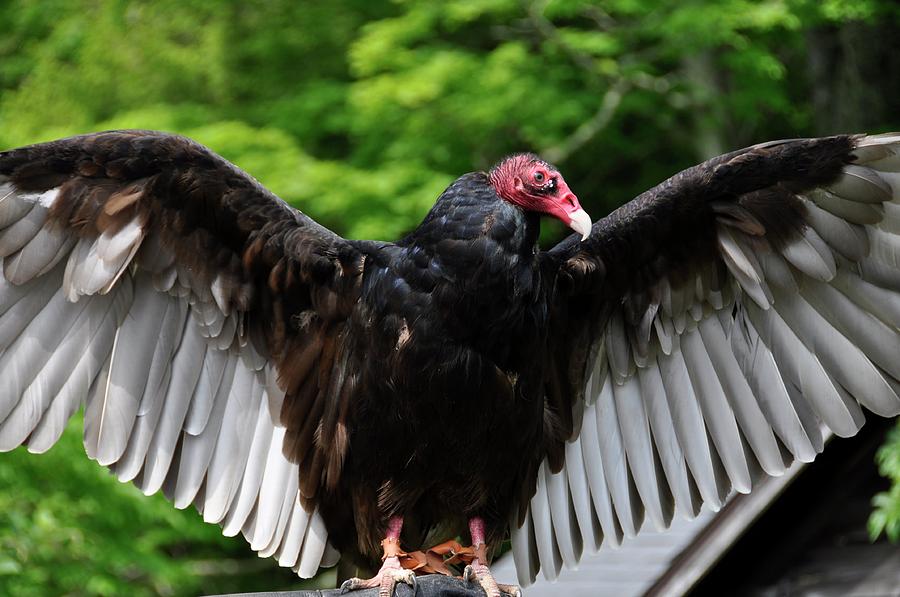 Turkey Vulture Photograph by Cornelia DeDona