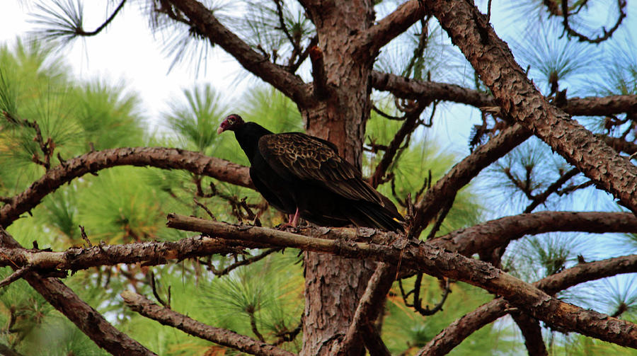 Turkey Vulture Photograph by Cynthia Guinn