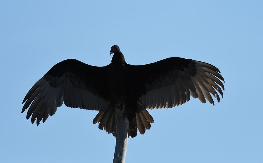 Turkey Vulture Photograph by David Campione