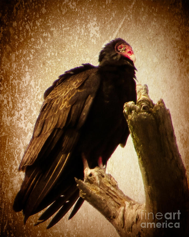 Turkey Vulture Photograph by Dawn Gari